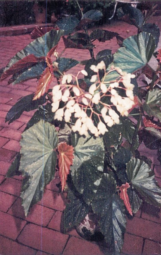 B. ‘Moonlight Lady’